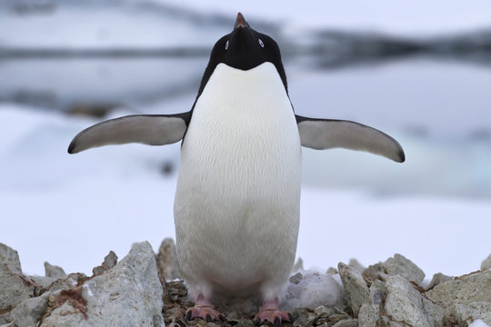 Adelie penguin standing near the nest spring day