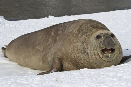 adult male sea elephant seal resting on the shores of the Antarc
