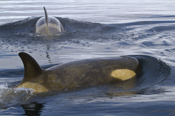 two female orca or killer whales swimming in Antarctic