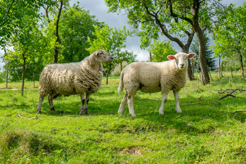 Two sheep on pasture