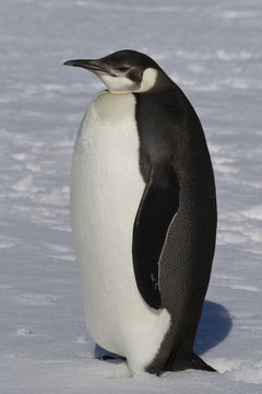 young emperor penguin in sunny spring day
