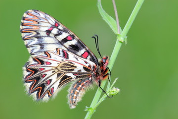 Fototapeta na wymiar Motyl - Southern girlanda (Zerynthia polyxena). Makro