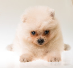 Pomeranian spitz puppy