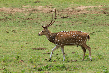 Sri Lankan Axis Deer, Yala, Sri Lanka