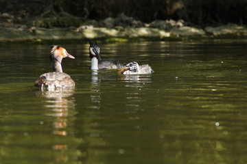 Great Crested Grebe, Podiceps cristatus