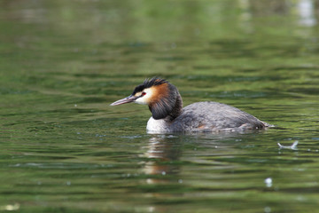Great Crested Grebe, Podiceps cristatus