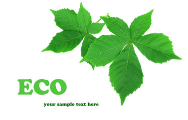 Green leaves isolated on white