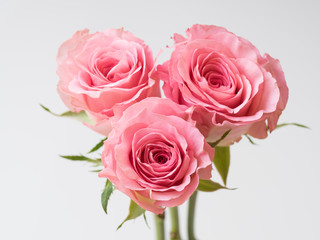 ピンクのバラ３輪