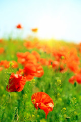 Beautiful poppy flowers in the field
