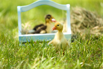 Little cute ducklings  in wooden basket on green grass,