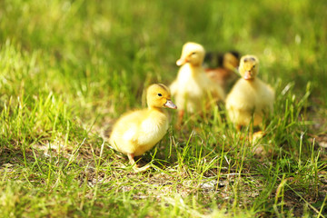 Little cute ducklings on green grass, outdoors