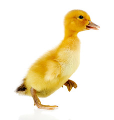 Little cute duckling isolated on white