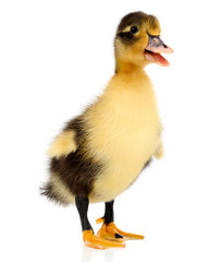 Little cute duckling isolated on white