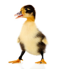 Little cute duckling isolated on white
