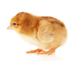 Obraz premium Little cute chicken isolated on white