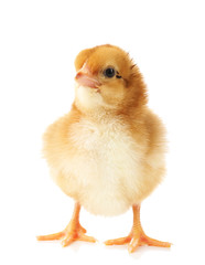 Little cute chicken isolated on white