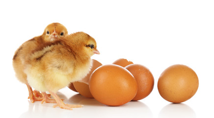 Little cute chickens and egg shell isolated on white