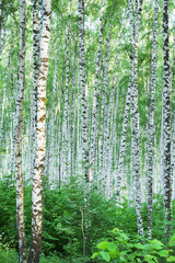 forest birch