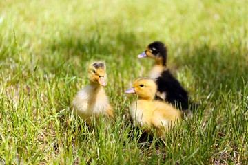 Little cute ducklings on green grass, outdoors