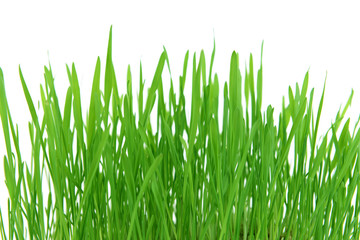 Beautiful spring grass on white background