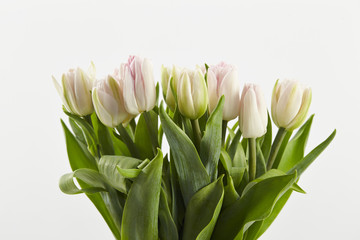tulip flowers
