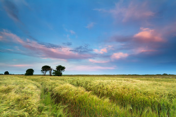 Naklejka premium sunset over wheat field in summer