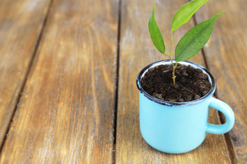 Young plant in mug on color wooden background