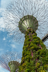 Fototapeta premium SINGAPORE - MAY 12: Gardens by the Bay on Mar 12, 2014 in Singap