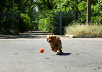 English cocker spaniel outdoors