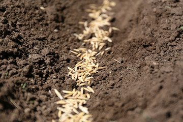 Sowing seeds into soil
