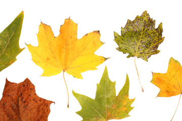 Obraz premium Bright autumn leafs isolated on white