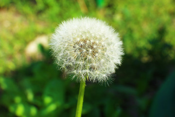 Beautiful dandelion in grass
