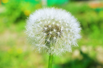 Beautiful dandelion in grass