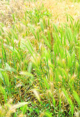 Green spikelets, outdoors