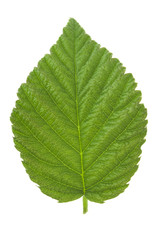 raspberry leaves
