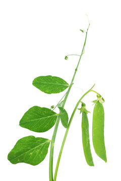 Green peas with leaves, isolated on white