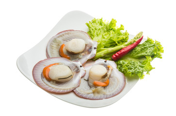 Raw fresh scallop