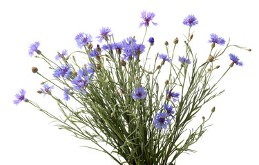 Obraz premium Beautiful wild flowers isolated on white