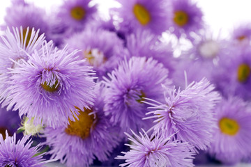 Obraz premium Beautiful wild flowers, close up