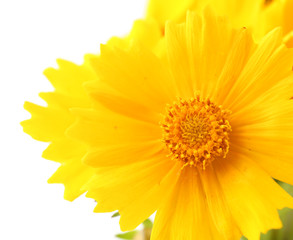 Beautiful wild flowers isolated on white