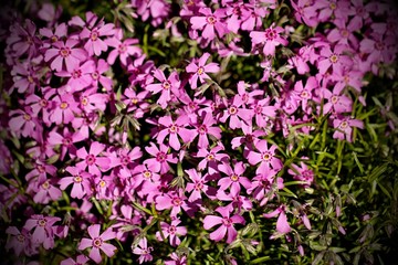 Purple flower on spring garden