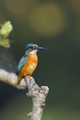 Common kingfisher bird in Nepal