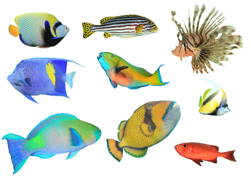 Collection of Tropical Reef Fish isolated on white background