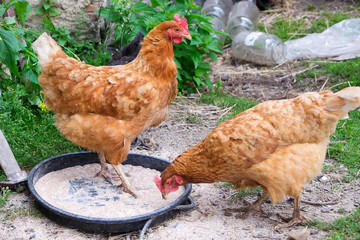 Hens feeding