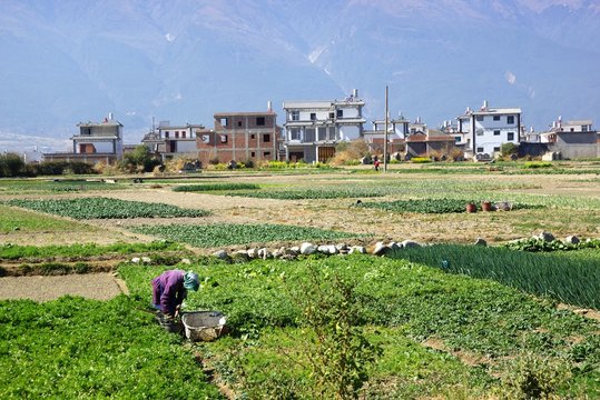 Fototapeta Rural scenery around Erhai lake and Dali, Yunnan province, China