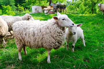 Obraz premium Sheep on the farm