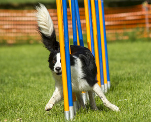 Border Collie beim Agility