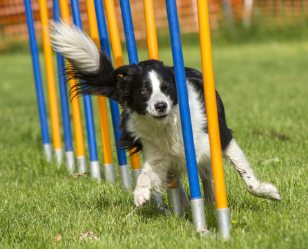 Border Collie Beim Agility