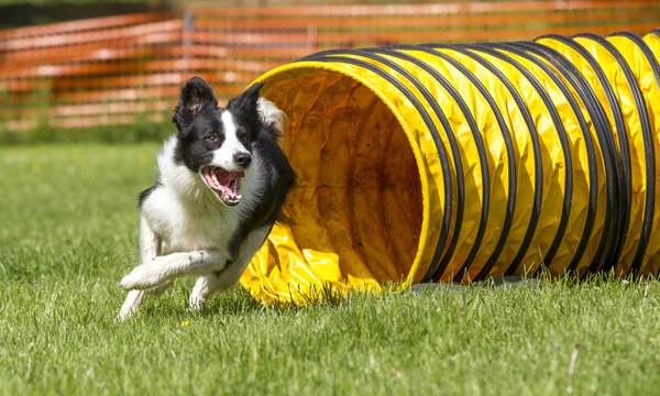 Border Collie Beim Agility