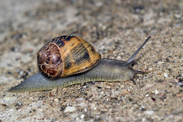 Caracol reptando